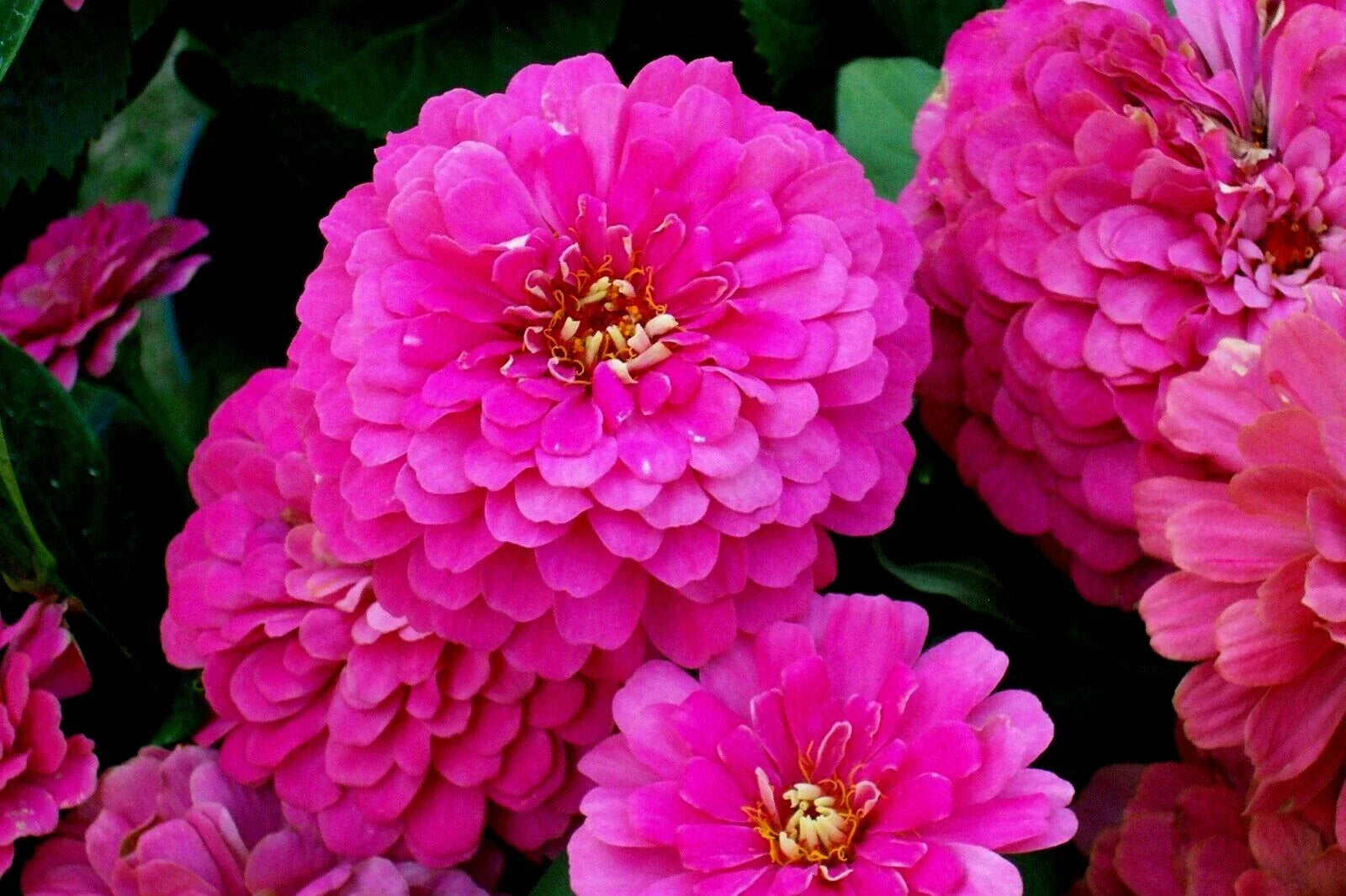Zinnia Seeds Bulk Pack 301+ Rose Flowering Annual for Cutting Flowers, Easy to Grow, Zinnia elegans