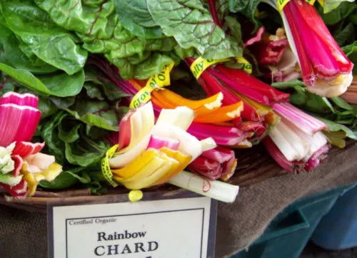 Rainbow Swiss Chard Seeds - 80 Count, Colorful Variety, Beta vulgaris subsp. vulgaris, Vegetable, Open-Pollinated, Non-GMO