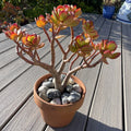 Rare Red Akai Jade Succulent Bonsai Tree - Crassula Ovata Bare Rooted Plant, Indoor Outdoor, Drought Tolerant
