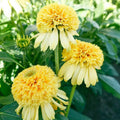 50 Lemon Drop Coneflower Seeds - Echinacea purpurea 'Lemon Drop' Perennial Flower Seeds for Pollinator Gardens