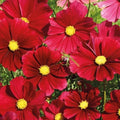 Gazebo Red Cosmos Seeds - 200+ Pack, Cosmos bipinnatus, Red Flowers, Annual, Garden Planting, Full Sun, Easy to Grow