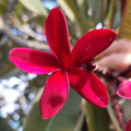Hawaiian Red Ulaula Plumeria Cutting - 8" Fragrant Frangipani Plant - Tropical Garden Landscape, Plumeria rubra