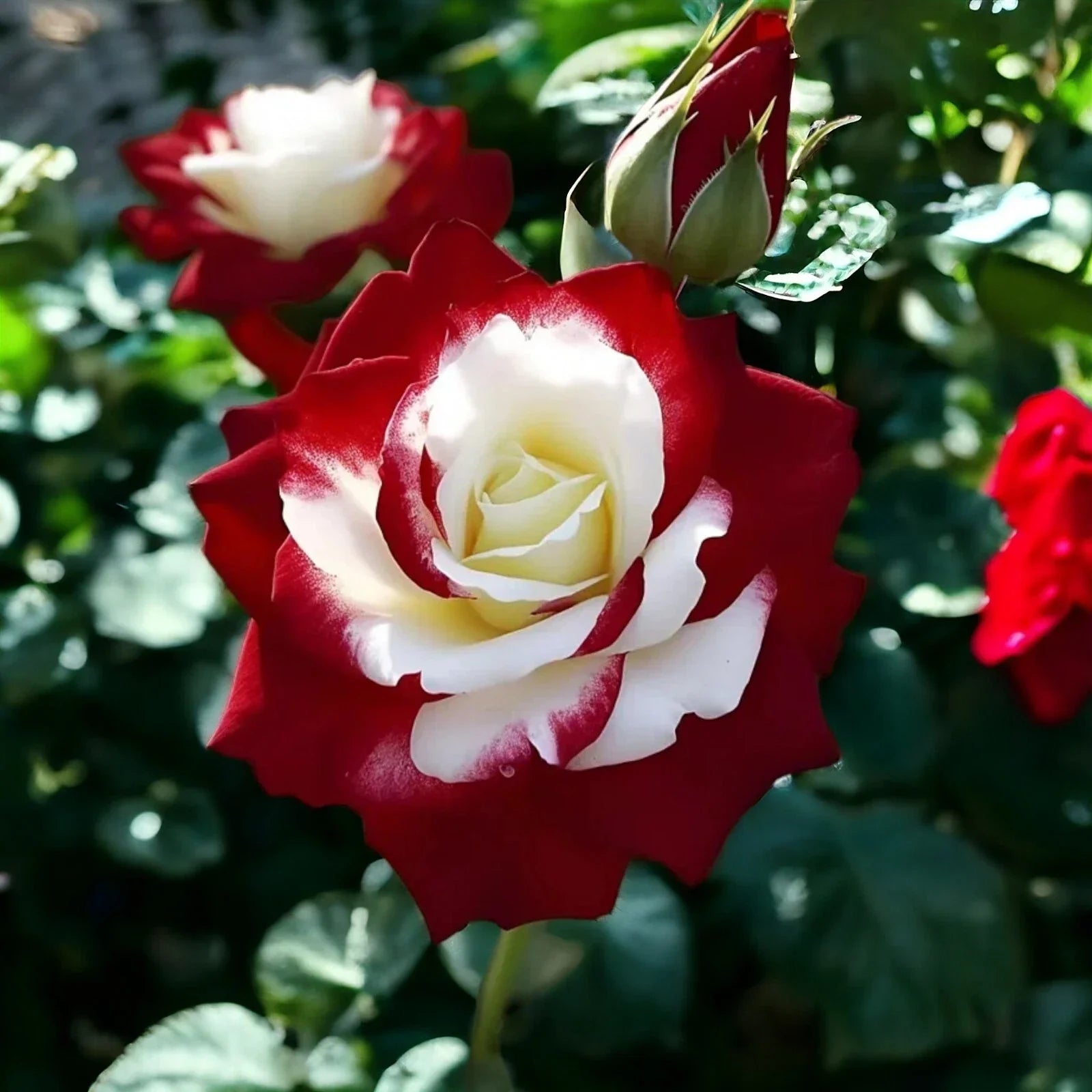 Rare Twin Roses Seeds - 20pcs Non-GMO Heirloom Rosa spp. Sunset Hues for Garden, Borders, Containers