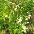 Moringa Tree Seeds Pack of 10 - M. Oleifera Drumstick Pods for Planting - Nutritious Fast-Growing Tree Seeds