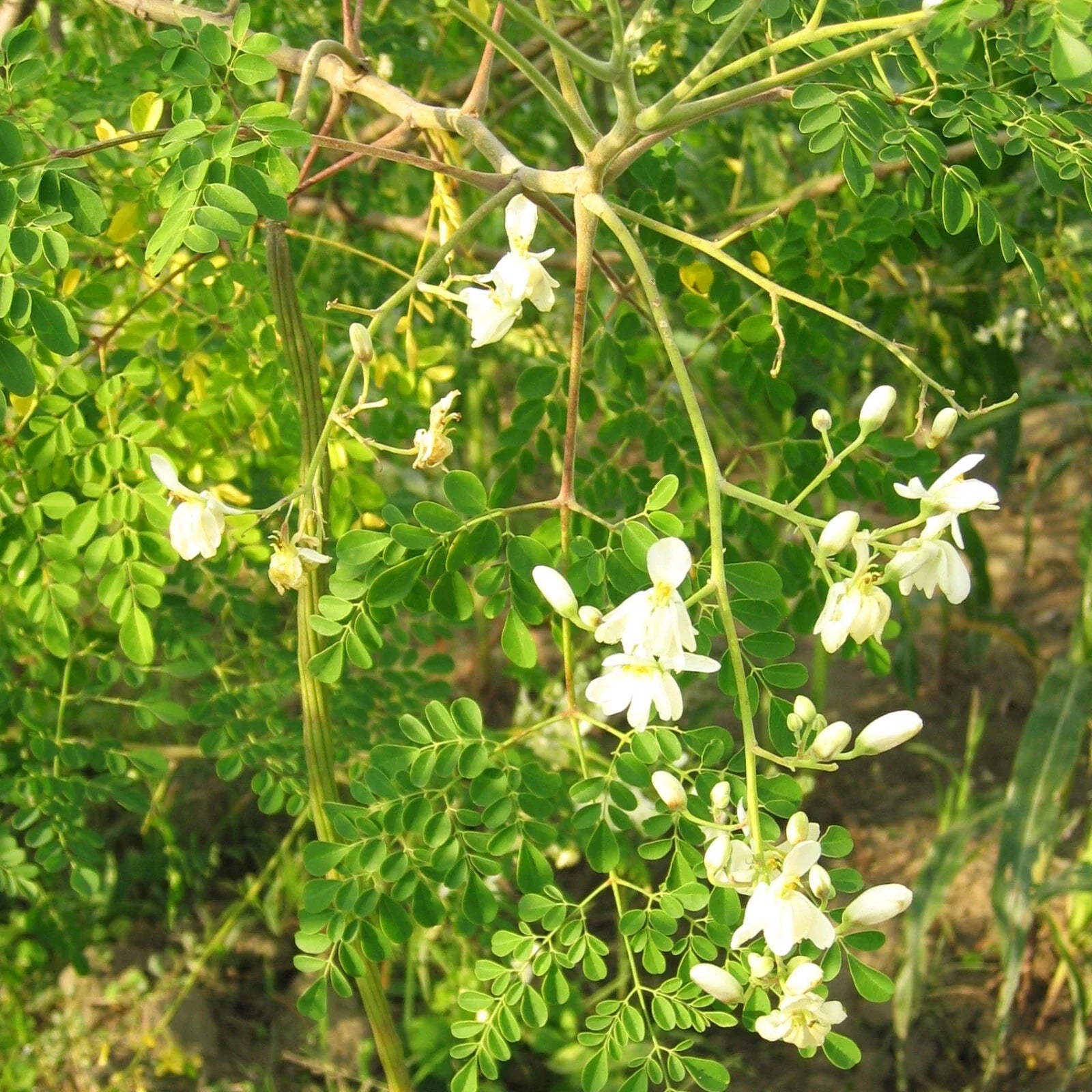 Moringa Tree Seeds Pack of 10 - M. Oleifera Drumstick Pods for Planting - Nutritious Fast-Growing Tree Seeds
