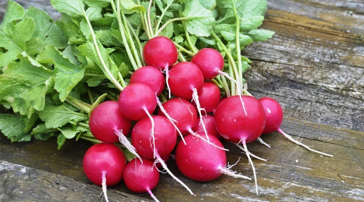 Sora Radish Seeds - 500+ Count Heirloom Raphanus sativus for Garden Planting, Fast-Growing, Non-GMO, Full Sun to Partial Shade