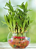 Lucky Bamboo Plant - 8 Stalks in Water - Feng Shui Prosperity Decor - Dracaena sanderiana