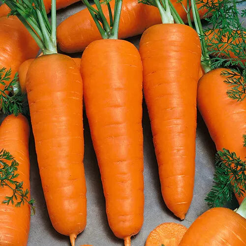 Red Cored Chantenay Carrot Seeds – Heirloom Non-GMO Organic Vegetable Gardening Daucus carota