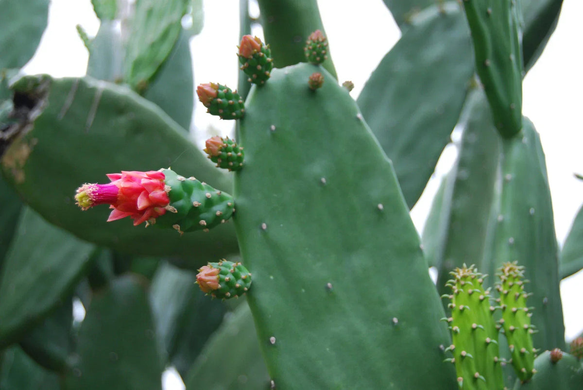 Fresh Bulk Prickly Pear Cactus Edible Pads - Spineless Thornless Opuntia Ficus-Indica
