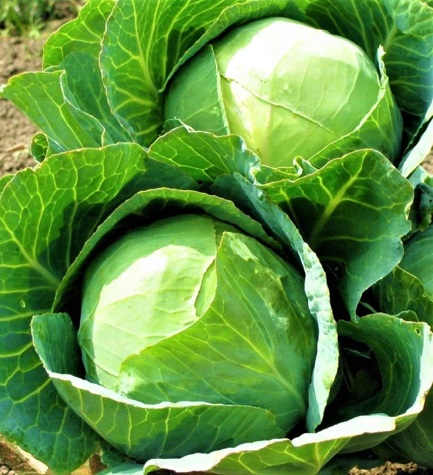 Danish Ballhead Cabbage Seeds – Non-GMO, Heirloom, Brassica oleracea, 500+ Seeds for Home Gardening
