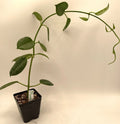 Hoya Ruthie Plant in 3.5" Pot – Fully Rooted Indoor Houseplant, Climbing Vine, Air Purifier, Green Waxy Leaves