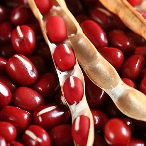 Asian Red Bean Seeds, Non-GMO Adzuki Beans, Heirloom Vigna angularis, Organic Vegetable Seeds, Bush Type, 100 Seeds