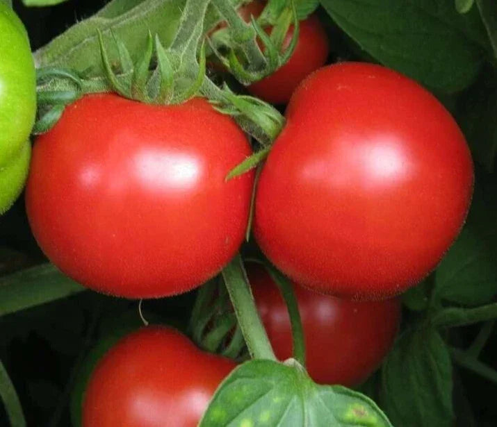 Sub Arctic Plenty Tomato Seeds 50+ Count, Determinate Heirloom Vegetable, Solanum lycopersicum, Early Maturing, Compact Garden Plant