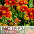 Blanket Flower Seeds - 200 Pack, Ruby Red Shades, Gaillardia pulchella, Annual Garden Bloom, Butterfly Attractant