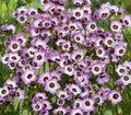 Bird's Eyes Gilia Seeds 500+ Tricolor Annual Flower for Hummingbirds, Butterflies, Gilia tricolor, Easy to Grow