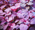 Red Garnet Amaranth Seeds – Microgreens & Garden Planting – Amaranthus cruentus – 1000+ Non-GMO Seeds