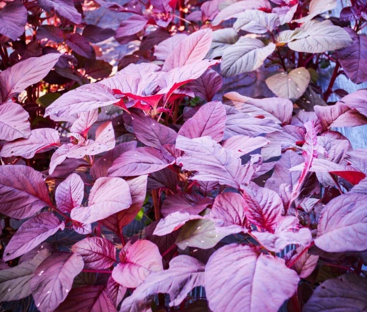 Red Garnet Amaranth Seeds – Microgreens & Garden Planting – Amaranthus cruentus – 1000+ Non-GMO Seeds