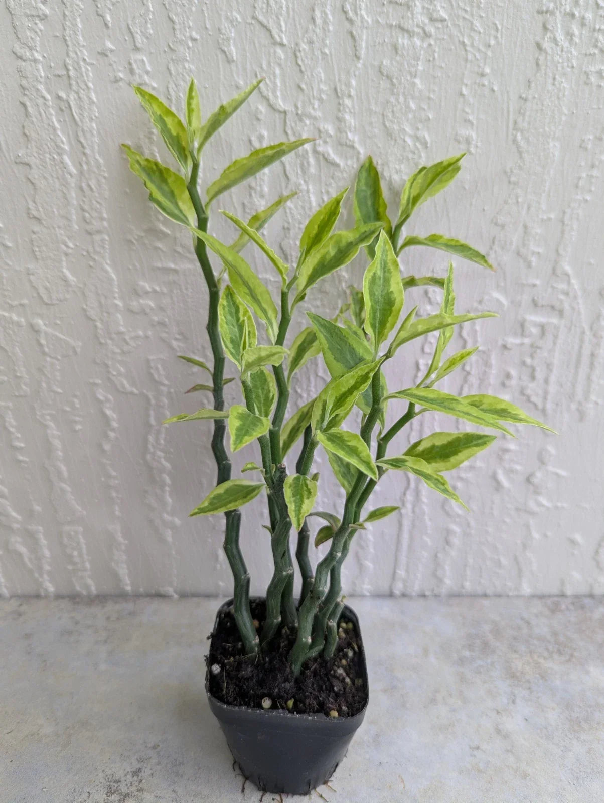 Variegated Devil's Backbone Plant 2.5" Pot with 6 Stems, Euphorbia tithymaloides, Unique Succulent, Indoor or Outdoor Decor