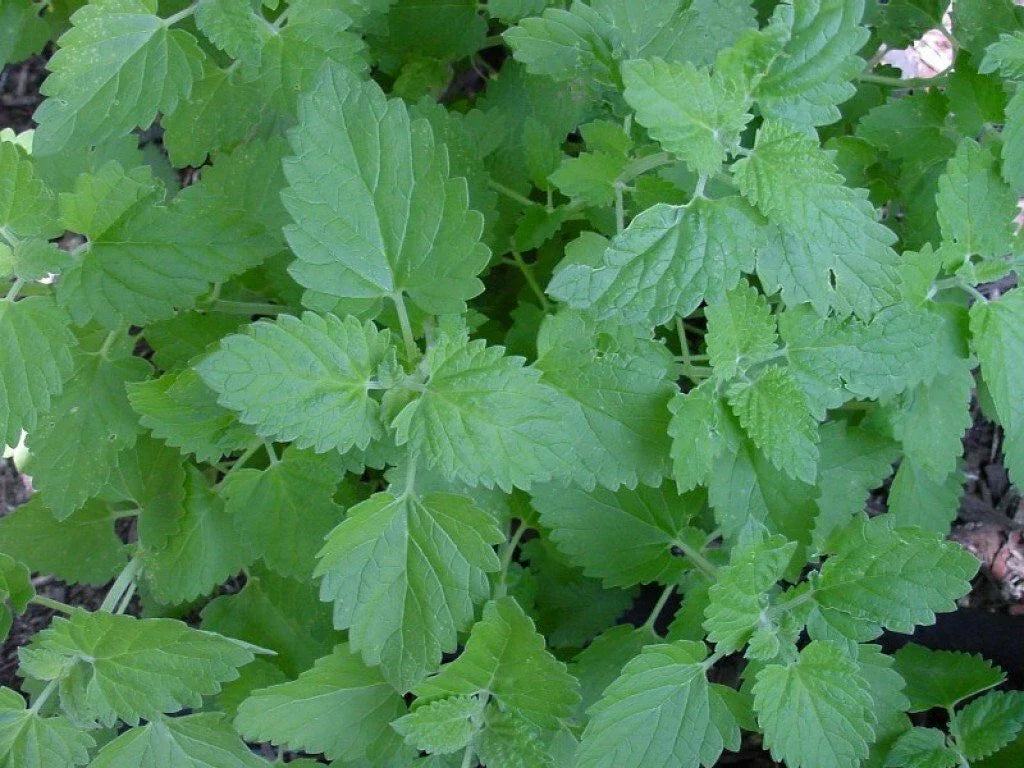 Catnip Seeds 1000+ Non-GMO Herb Perennial Plant Nepeta cataria for Garden, Indoor & Outdoor Growing