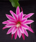 Epiphyllum 'Beijing' Rooted Cutting - Rare Orchid Cactus Indoor Succulent