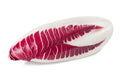 Endive Seeds 2000 Count Red Treviso Non-GMO Heirloom Cichorium endivia for Salads and Gourmet Dishes