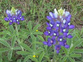Texas Bluebonnet Seeds - 45 Pack, Lupinus texensis, Wildflower Garden, Native Texas State Flower, Easy to Grow, Pollinator Attractant