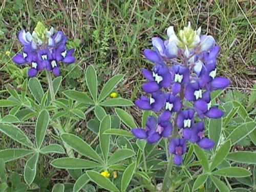 Texas Bluebonnet Seeds - 45 Pack, Lupinus texensis, Wildflower Garden, Native Texas State Flower, Easy to Grow, Pollinator Attractant