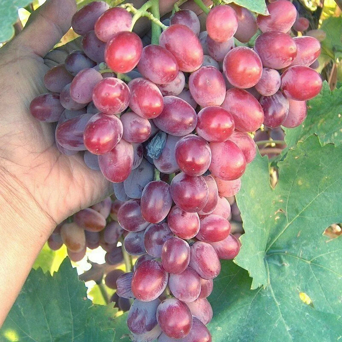 Crimson Vine Bare Root Plant - Large Oval Red Seedless Table Grape (Vitis vinifera) Raisin Variety