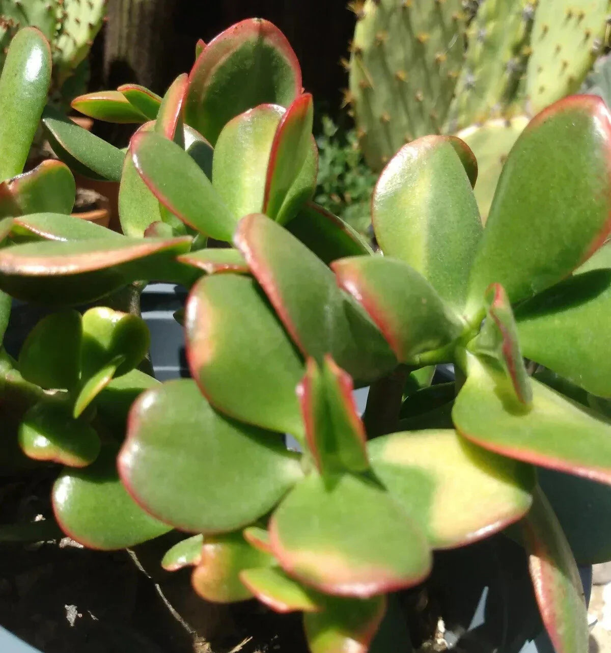 Jade Plant Cuttings - 4 Fresh Crassula Ovata Succulent Garden Propagation Material