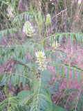 American Wild Licorice Seeds - Glycyrrhiza lepidota, Perennial Herb, 20 Seeds, Native Plant for Garden, Culinary & Herbal Use