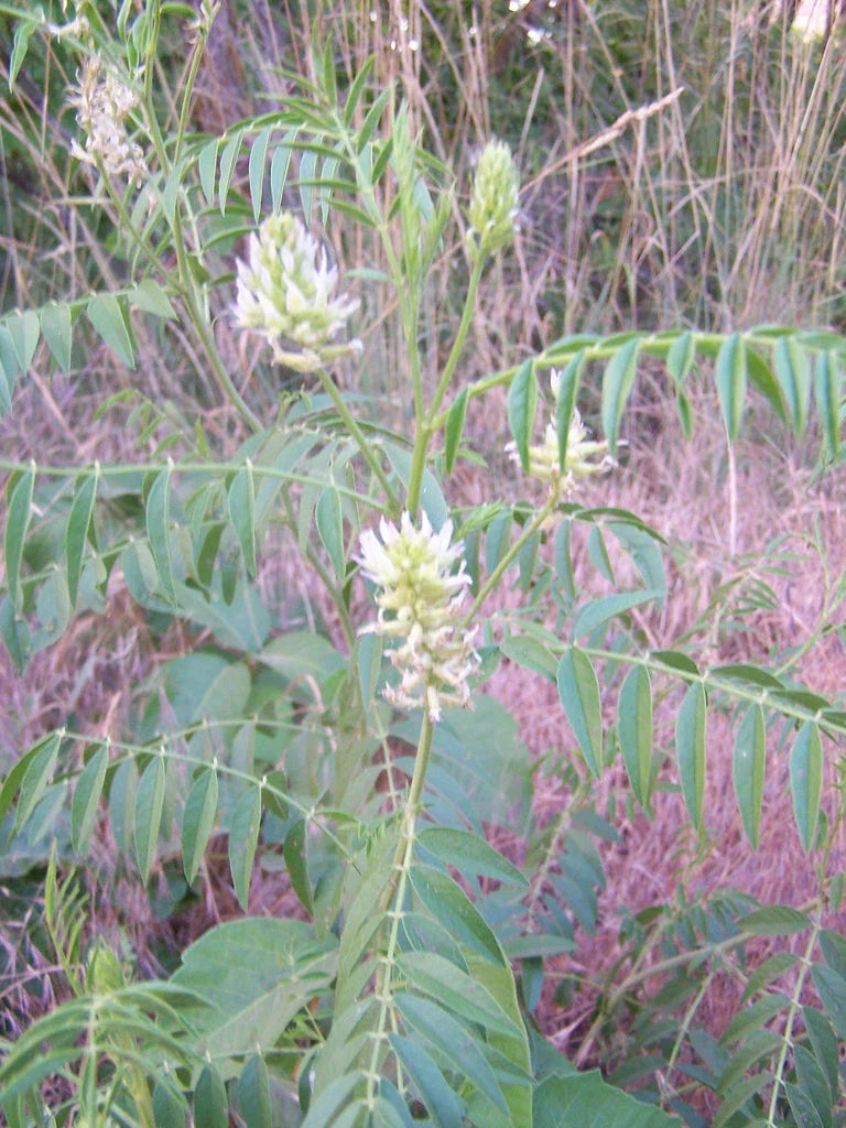 American Wild Licorice Seeds - Glycyrrhiza lepidota, Perennial Herb, 20 Seeds, Native Plant for Garden, Culinary & Herbal Use