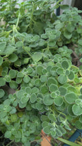 Plectranthus Tomentosa Vicks Plant Cuttings - 5 Unrooted Herbal Cuttings for Indoor Propagation