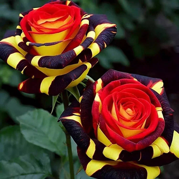 Rare Rose 'Firebird' Seeds – 20 Premium Rosa 'Firebird' Flowering Seeds for Garden, Border & Container Planting