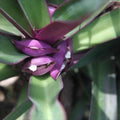 Oyster Plant Set of 5 Rooted Tradescantia spathacea Purple Green Indoor Outdoor Perennial