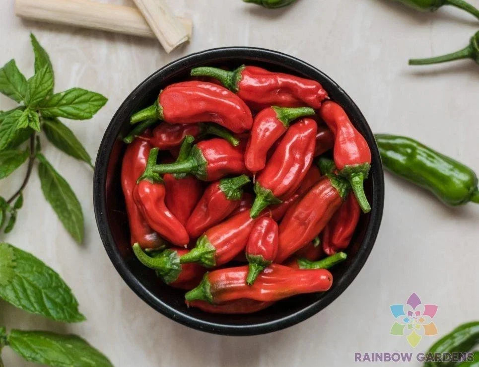Tabiche Hot Pepper Seeds - 25+ Capsicum annuum for Garden Planting, Spicy Peppers, Home Garden, USA