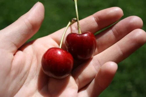 Stella Cherry Seeds – 10+ Pack for Home Garden, Prunus avium, Juicy Fruit, Easy to Grow, Fast USA Shipping