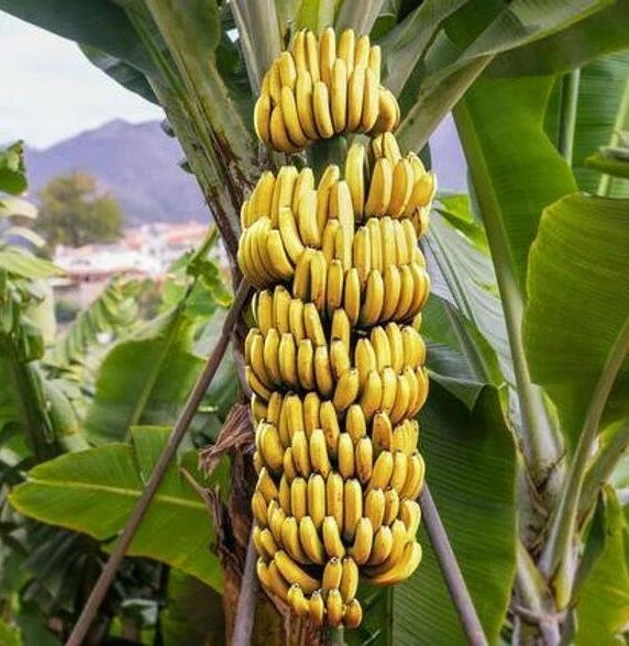 Live Dwarf Cavendish Banana Starter Plant - Musa acuminata - Healthy & Well-Rooted - USA Seller