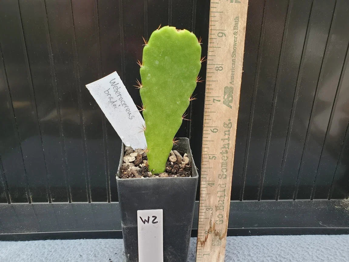Weberocereus bradei Cactus - Rare Seldom Offered Succulent Plant