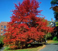 Blackgum Tree Live Plant, Bare Root, Nyssa sylvatica, 12-24 Inches, Deciduous Tree with Vibrant Fall Foliage