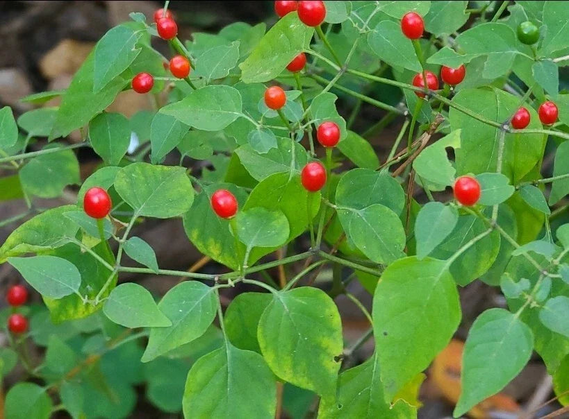 Tepin Pepper Seeds, Capsicum annuum var. glabriusculum, Pequin, Birds Eye, Spicy Small Peppers, 30+ Seeds
