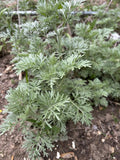 Organic Wormwood Live Plant - 4-8 Inches Artemisia Absinthium, Deer Resistant, Low Maintenance Garden Herb