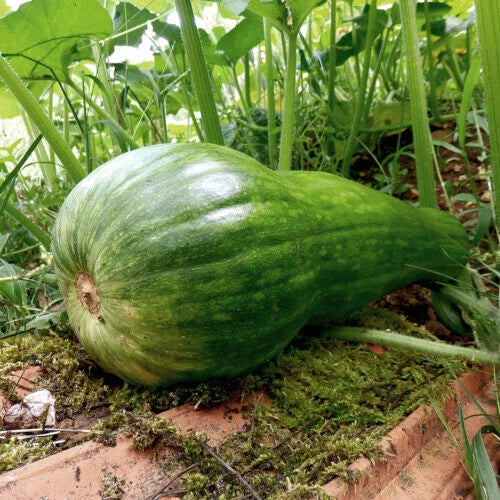 Naples Long Squash Seeds - 25+ Pack, Cucurbita pepo, Non-GMO, USA Grown, Vining, Full Sun, Garden Planting, Free Shipping