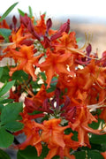 Red Azalea Starter Plant - Aromi Rhododendron 'Aromi' Deciduous for Gardens & Borders