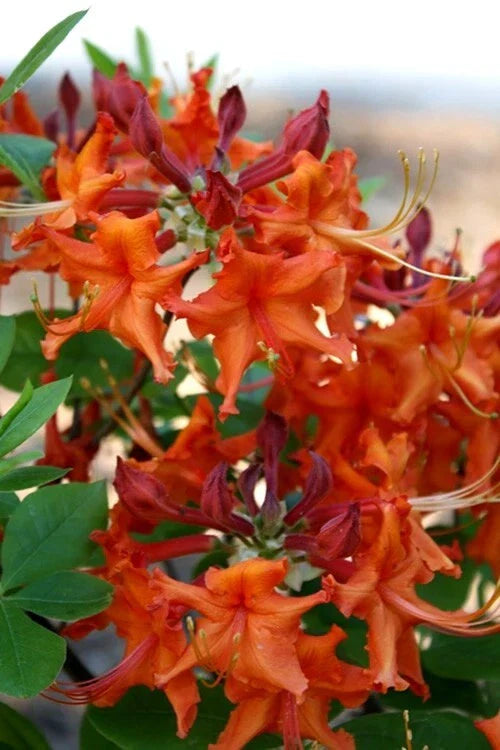 Red Azalea Starter Plant - Aromi Rhododendron 'Aromi' Deciduous for Gardens & Borders