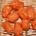 Habanero Orange Hot Pepper Seeds - 25+ Pack, Capsicum chinense, Spicy Fruit for Garden, Pots, or Containers