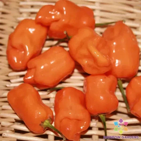 Habanero Orange Hot Pepper Seeds - 25+ Pack, Capsicum chinense, Spicy Fruit for Garden, Pots, or Containers