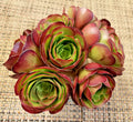 Succulent Plant Cutting - Medium Aeonium 'Velour' - Green and Burgundy Variegated Foliage - Aeonium arboreum