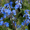 Forget Me Not Flower Seeds - 200+ Myosotis spp. Blue Wildflower Seeds for Gardens, Borders & Containers