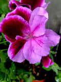 Geranium Live Plant 12 Inches Tall, Pelargonium spp., Light Purple Pink Maroon, Garden or Indoor Flowering Plant
