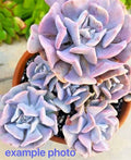 Echeveria Cubic Frost Succulent Bare Root Plant - Multi-Head Rosette with Lilac to Pink Leaves, Crassulaceae